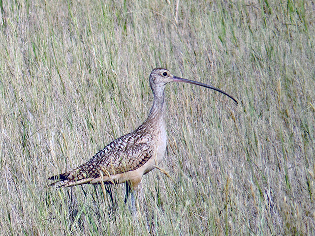 Long-billed Curlew by Clifton Avery
